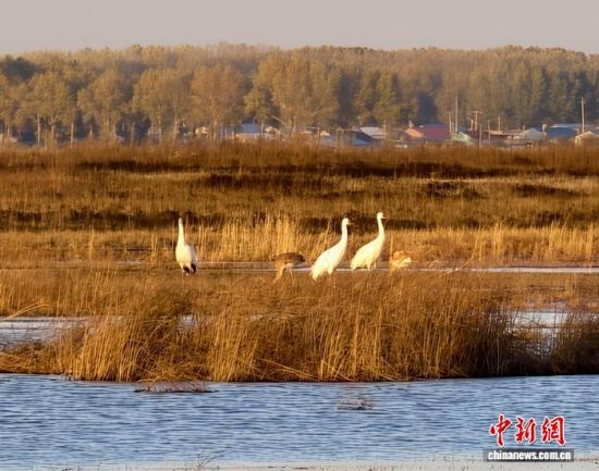 �ؚw�QȺ�ġ�С��(����)�����˰��QȺ�w�����r �z