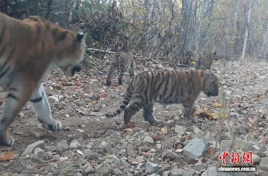 2025���ږ|��������(gu��)�ҹ��@�Ĕz���Ė|������(��ҕ��ý���D)